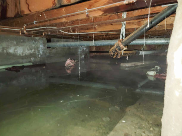 Best Water damage restoration near me  in Kenai, AK