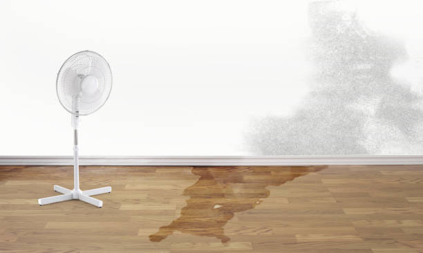 Best Ceiling water damage repair  in Kenai, AK